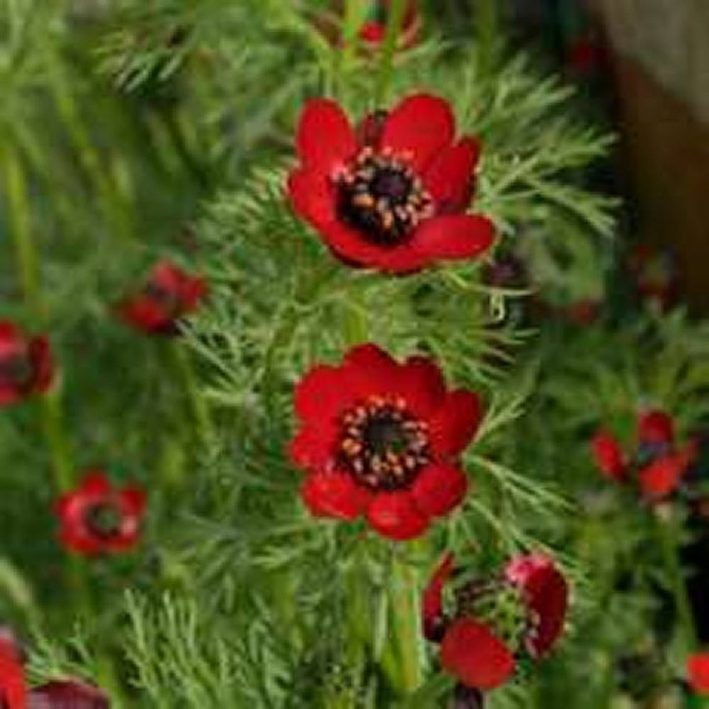 Adonis Seeds for Planting Adonis aestivalis Fasan Auge for flower beds and cottage gardens
