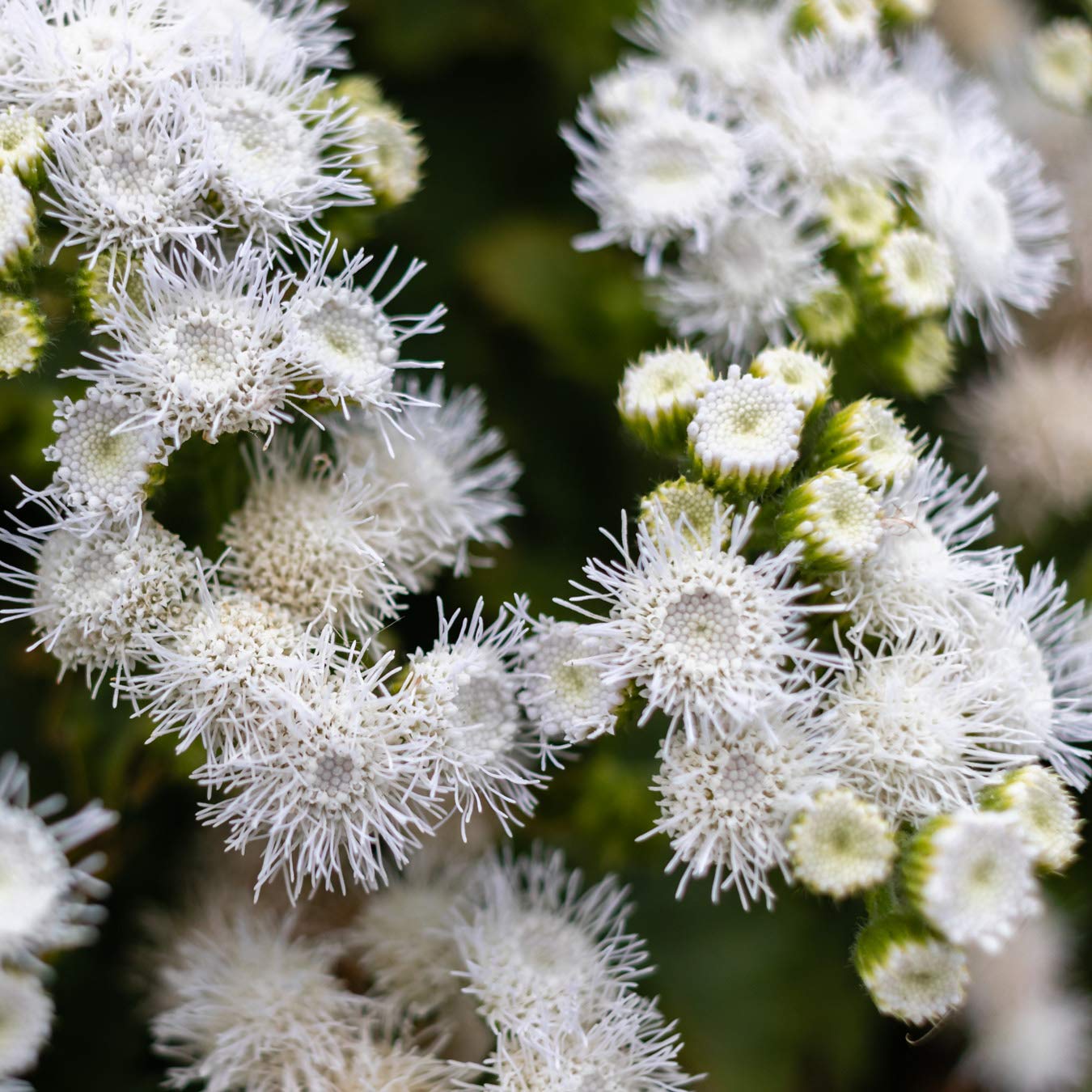 Ageratum Ageratum Mexicanum White Flower Seeds for Planting