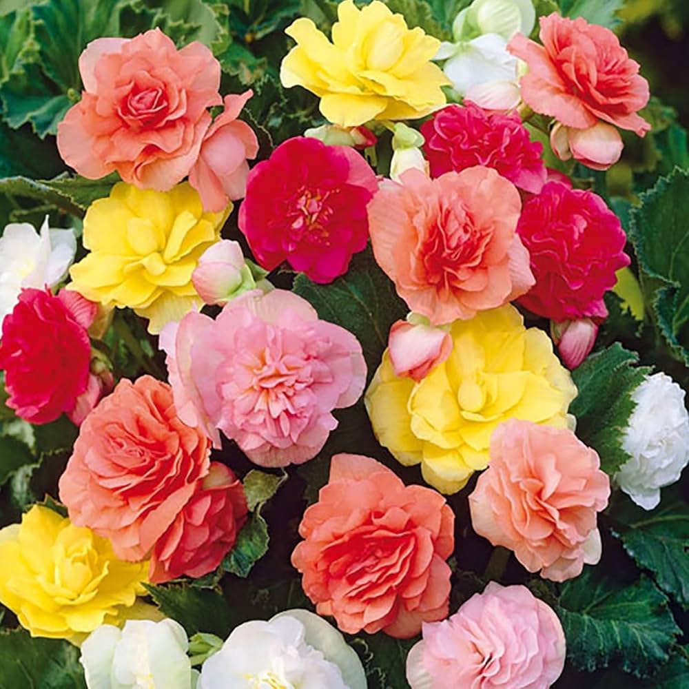 Begonia Semperflorens Flowering Seeds For Planting in shaded garden pots or indoor containers