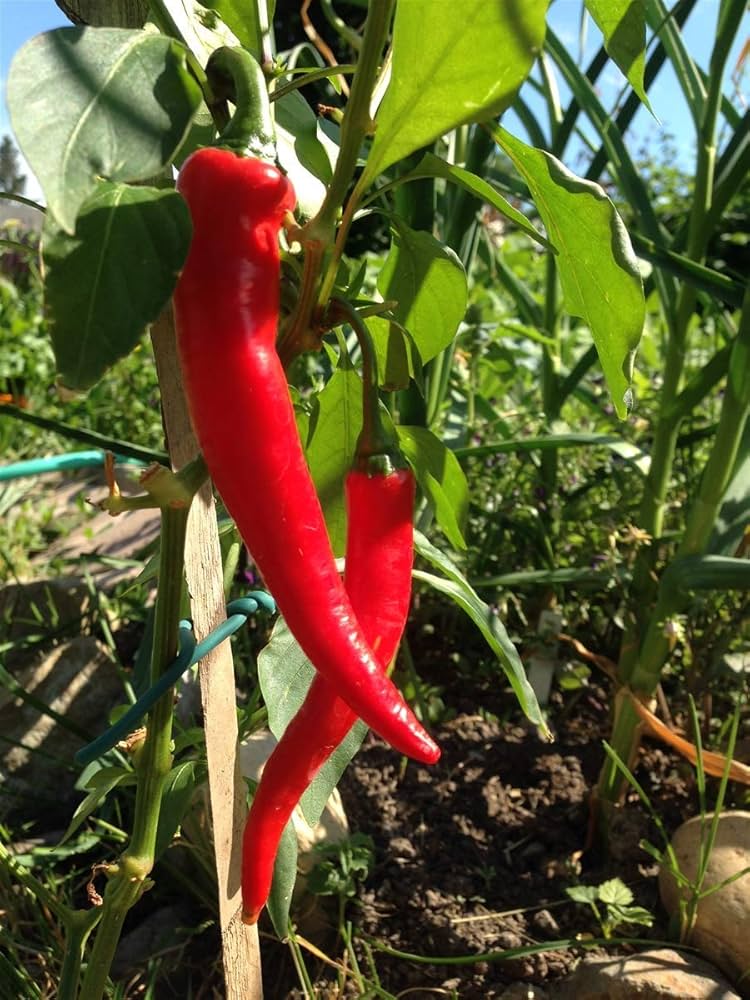 Cayenne Long Red Hot Pepper Seeds for Planting vegetable patch