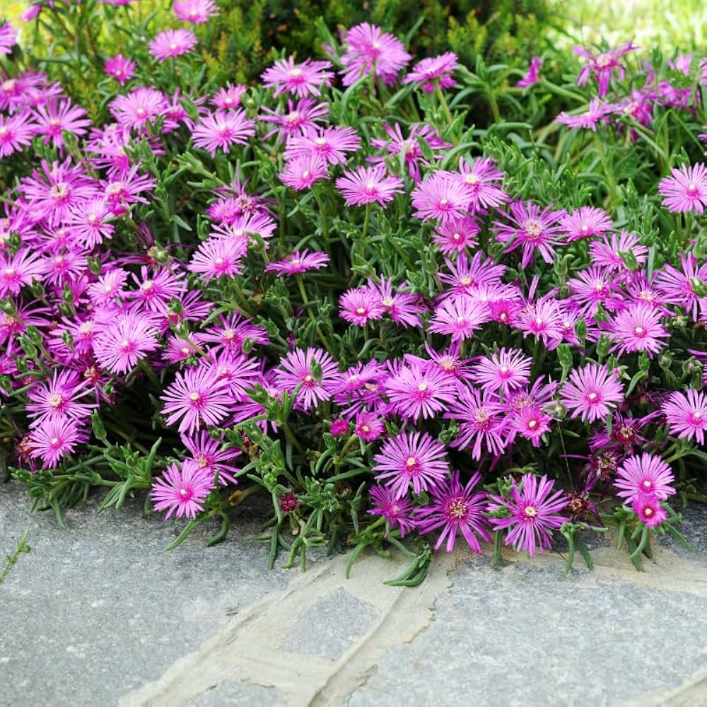 Green Delosperma Napiforme Plant Seeds for Planting heirloom & Non-GMO Seeds