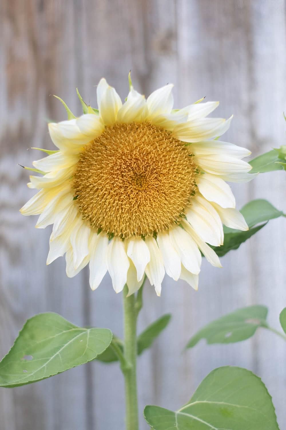 Heirloom Non-GMO Helianthus Flower Seeds for Planting – Bright Sunflower Variety - Non-GMO for planting in home garden
