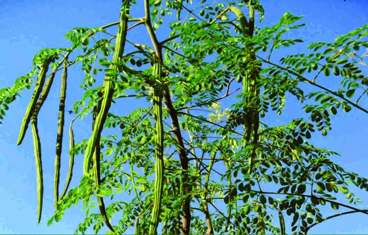 Drumstick Tree Seeds for Planting Moringa oleifera for vegetable patch and urban gardens