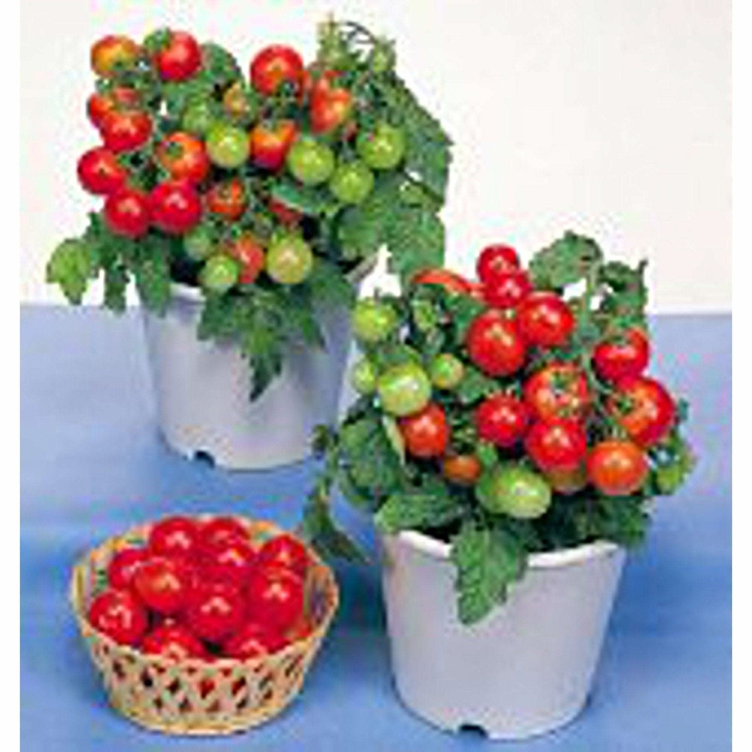 Red Robin Tomato Seeds