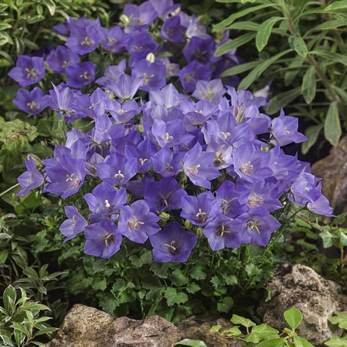 Bellflower Campanula  flower seeds for planting in home garden or container garden