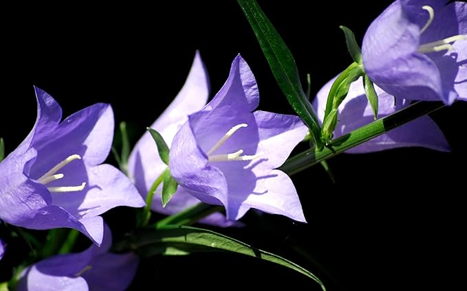 Bellflower Campanula Carpatica Tussock Purple Blue Flower Seeds for Planting