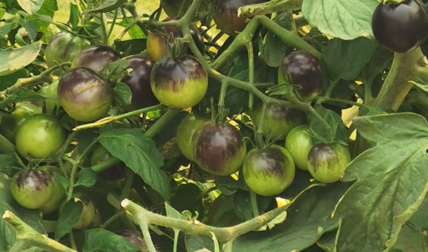 Green Purple Tomato Seeds for Planting