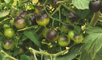 Green purple tomato Solanum lycopersicum seeds for planting in balcony garden