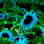 Bright sunflower seeds for home gardens