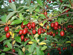 Goumi Elaeagnus multiflora seeds for resilient urban orchard