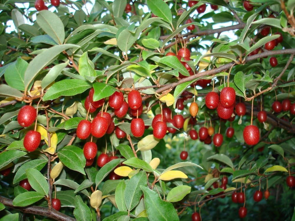 Goumi Elaeagnus multiflora seeds for resilient urban orchard