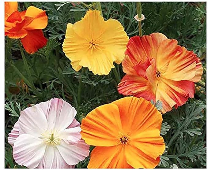 California Poppy Seeds - Ballerina Mix