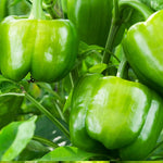 Sweet Bell Hot Pepper seeds for home garden and vegetable patch