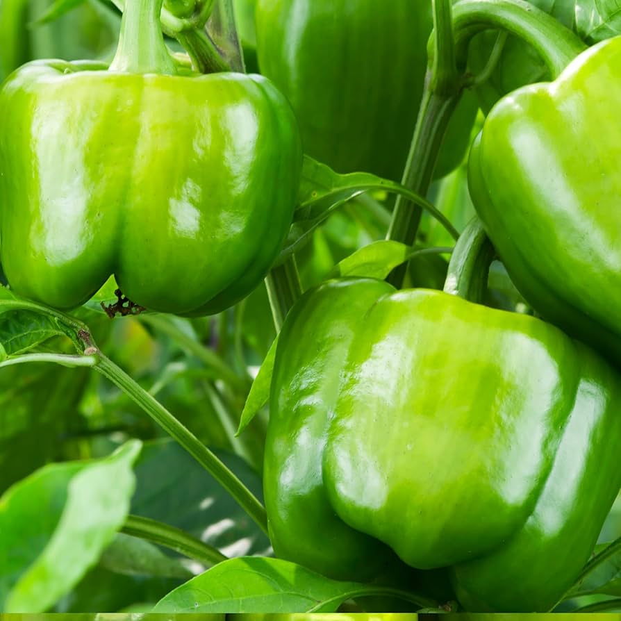 Keystone Resistant Giant Pepper Seeds