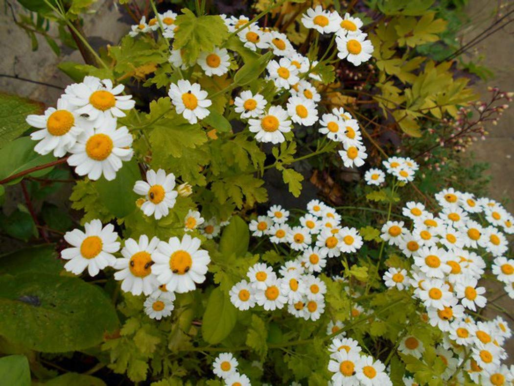 Feverfew Aureum Seeds