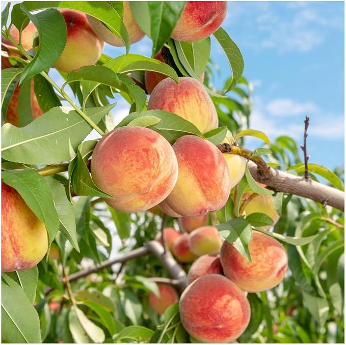 Peach Fruit Seeds for Planting