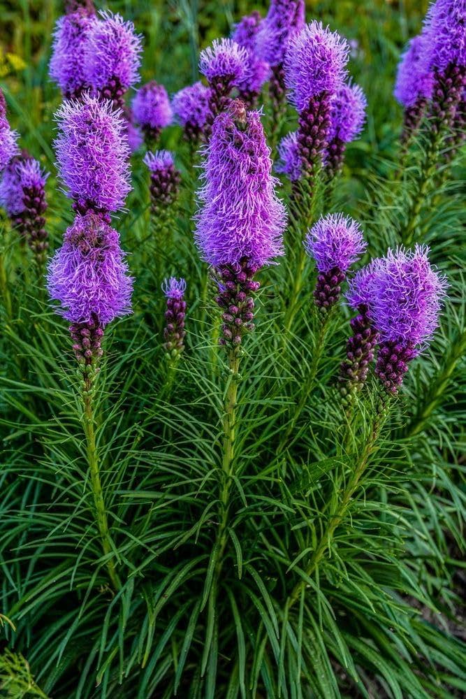Lavender Liatris Flower Seeds for Planting NON GMO Seeds