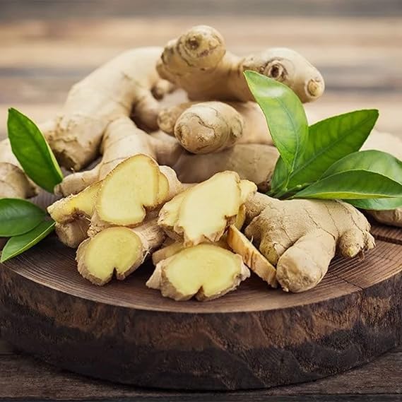Ginger Zingiber Officinale Root Herb Seeds for Planting – Perfect for Tropical Gardens and Indoor Containers