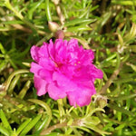 Heirloom (Heirloom scientific name) for planting in garden