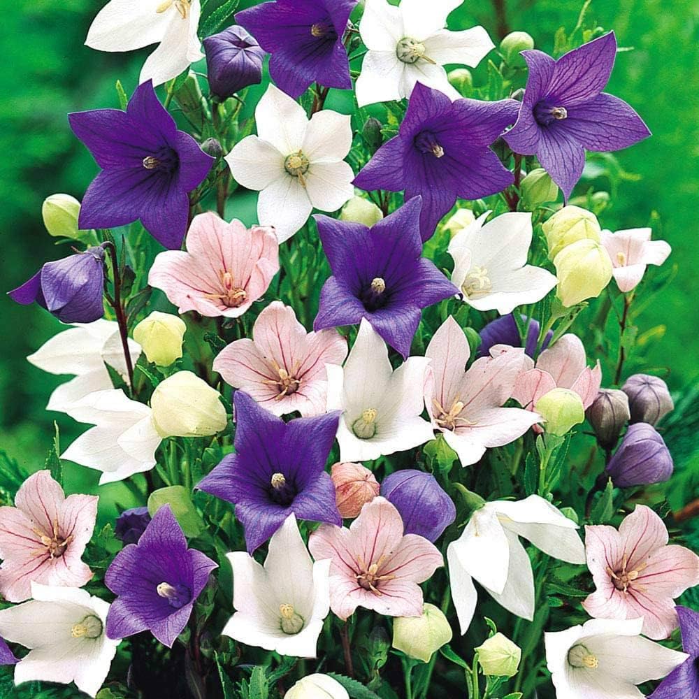 Balloon Astra Mix Callistephus chinensis for planting in flower bed