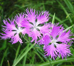 Superb Pink Dianthus spp. Seeds for planting in flower bed