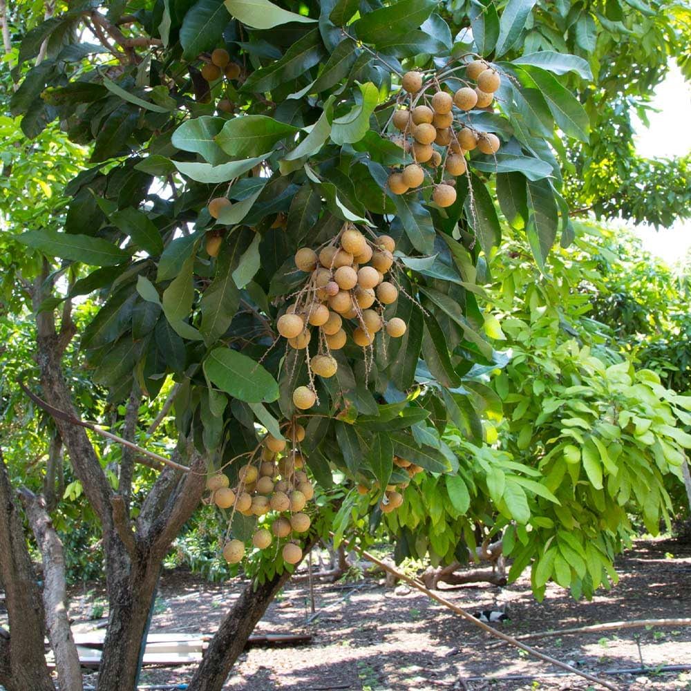 Longan Fruit (Dimocarpus longan)