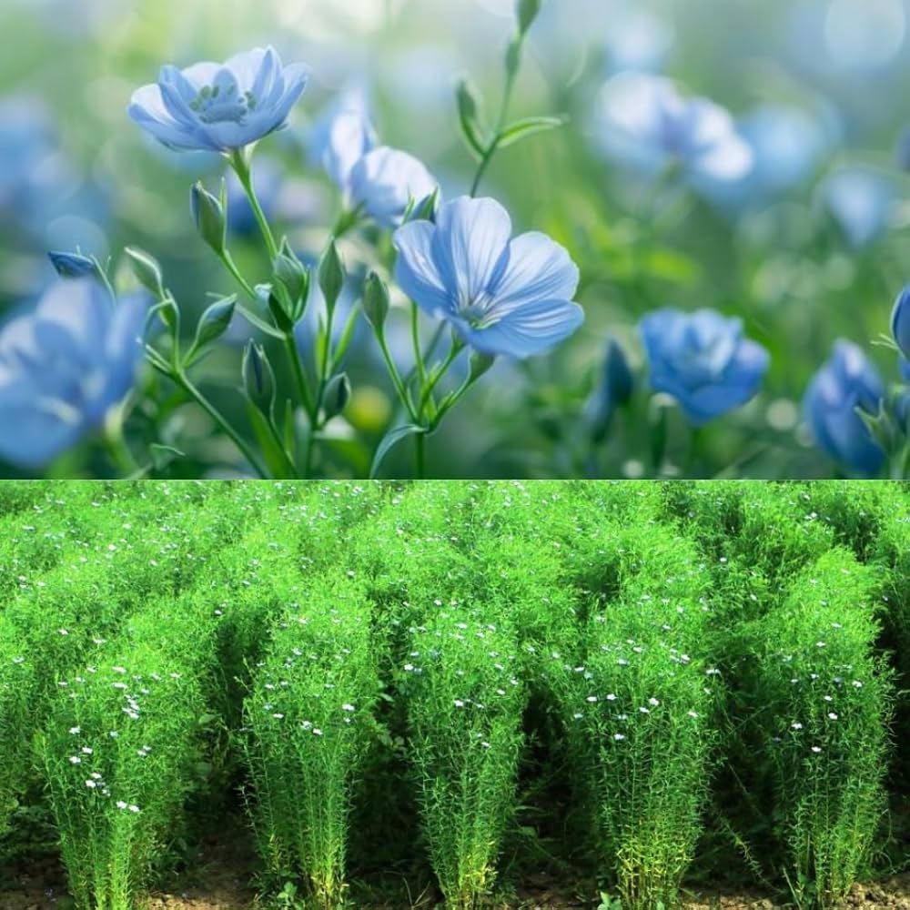 Flaxseed (Linum usitatissimum) Seeds for Planting for Balcony Garden and Flower Bed