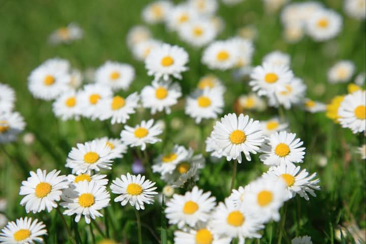 Pyrethrum White Yellow Flowering Seeds For Ornamental collections for your Gardening Maintenance