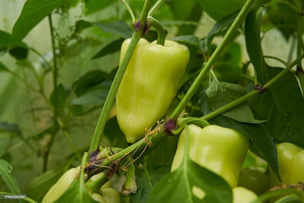 Mixed Sweet Bell Hot Pepper Seeds,