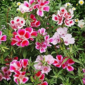  bright pink and lavender Farewell to Spring flowers blooming in garden

