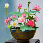 Loto Flower Nelumbo Nucifera Seeds for planting in flower bed