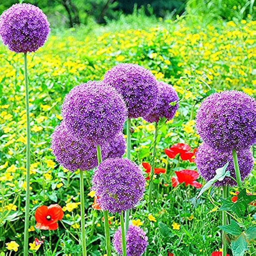 Allium Allium Giganteum Globemaster Flower Seeds for Planting – Perfect for Backyard Landscaping and Garden Borders
