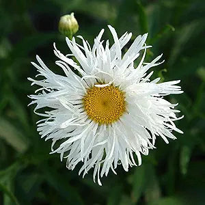 Daisy Bellis Perennis Crazy Mixed Flower Seeds for Planting