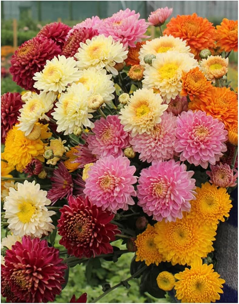 Chrysanthemum Chrysanthemum Morifolium Bonsai Flower Seeds for Planting – Softcover Variety for Balcony Pots and Borders