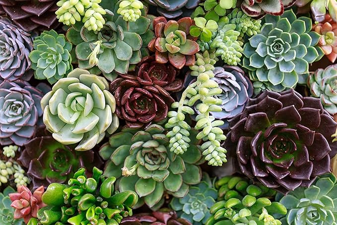 Rare Clovanty Seeds Mixed, Bonsai, Flower Plants, Easy Germination