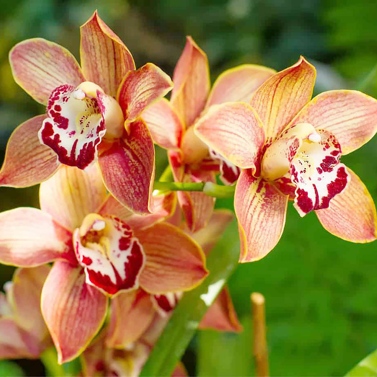Cymbidium Orchid Seeds ( , Colors, Bonsai Flower)