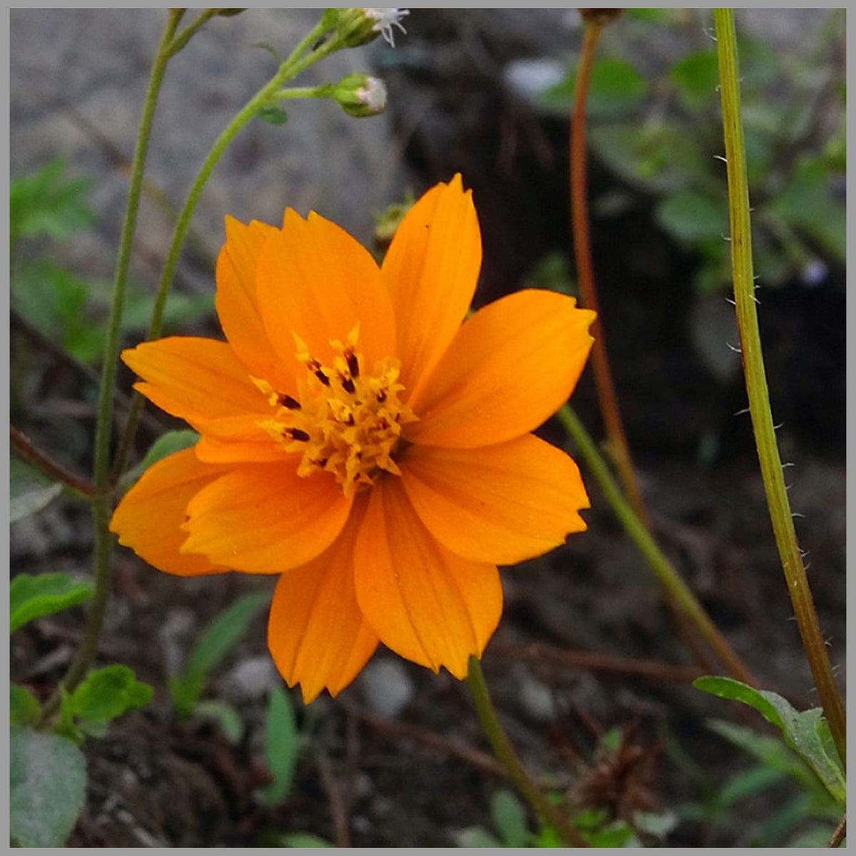 Cosmos Cosmic Series Orange Seeds for Planting Home Garden Flower Bed