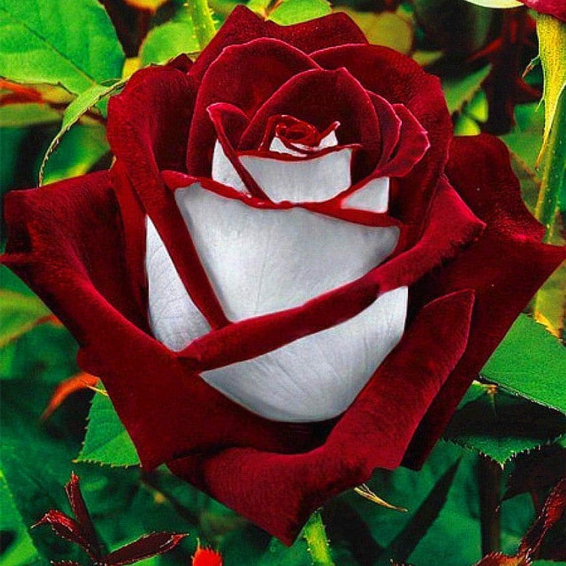 Love in Rose Bush - Rare Red and White Rose Seeds