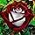 Red-Edged Rose Rosa Chinensis Flower Seeds for Planting in Backyard Gardening and Decorative Borders
