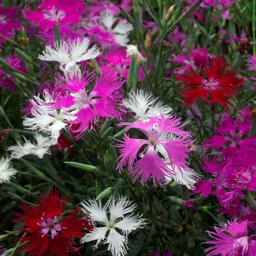 Dianthus Superbus Fringed Pink Flower Seeds for vertical gardens and home planting