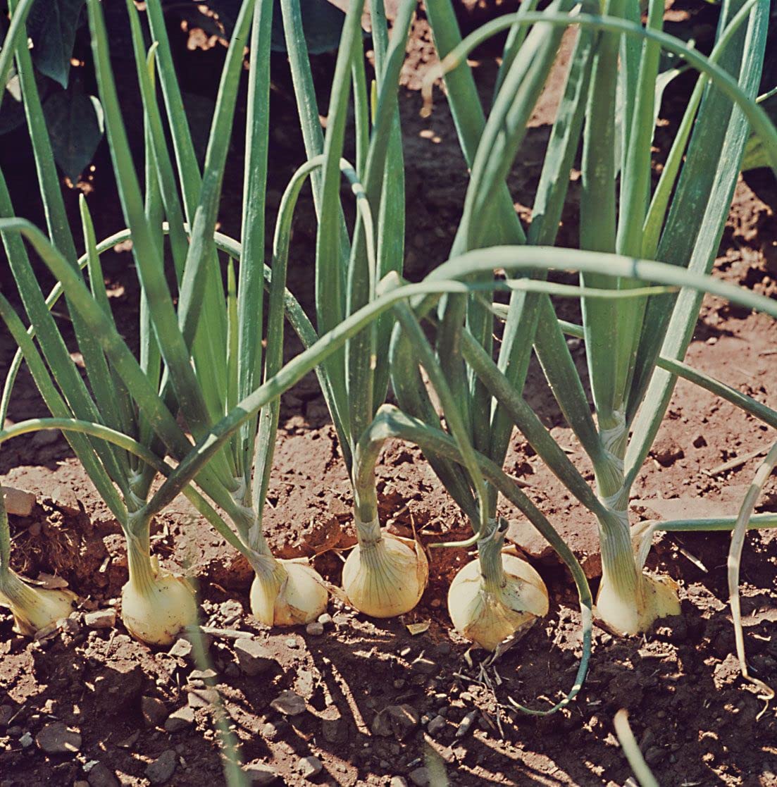 White Onion Seeds Heirloom Non-GMO High Germination Organic Garden Seeds