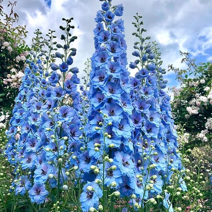 DELPHINIUM AJACIS Mixed Flower Seeds for Planting in Flower Bed