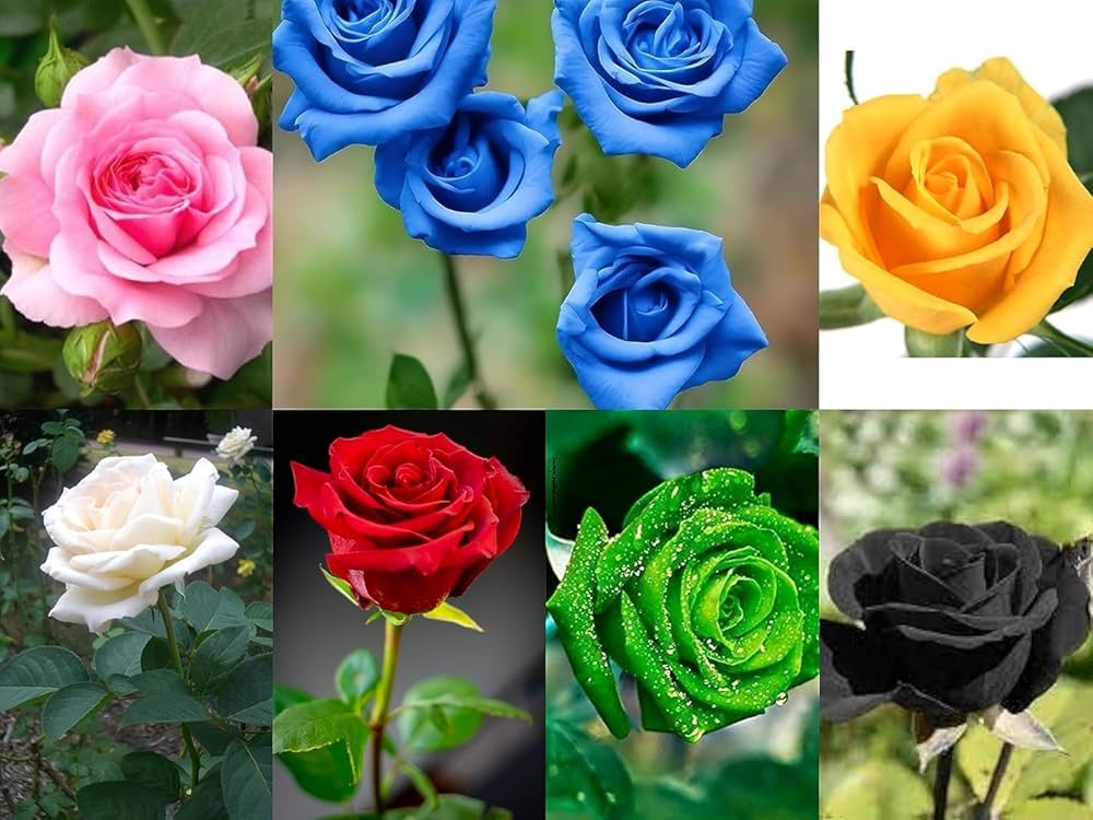 Pcs Rare Mixed Rose Flower Seeds Fragrant Garden Roses