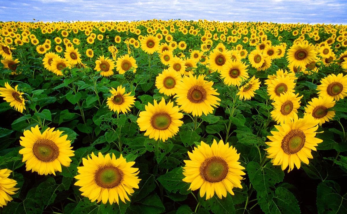 Sunflower Yellow - Heirloom, Non - Gmo Seeds