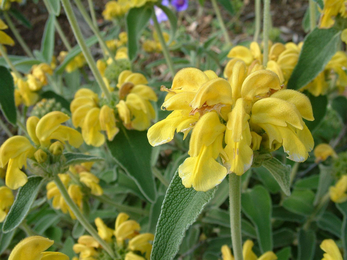 Jerusalem Sage Phlomis fruticosa Seeds for Planting - Perfect for Herb Garden & Vegetable Patch