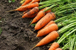 Carrot Daucus carota for planting in vegetable patch
