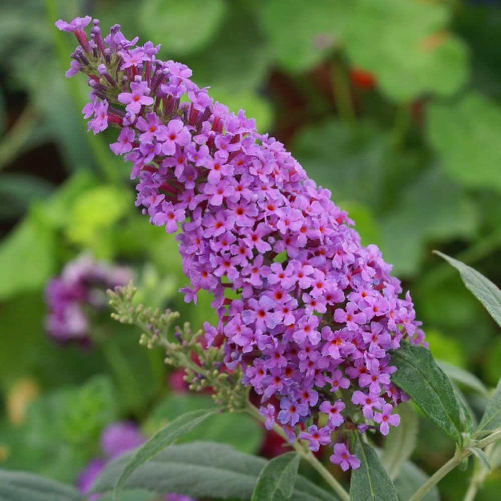 Cream Buddleia Flower Seeds for Planting, 100 seeds for planting in home garden
