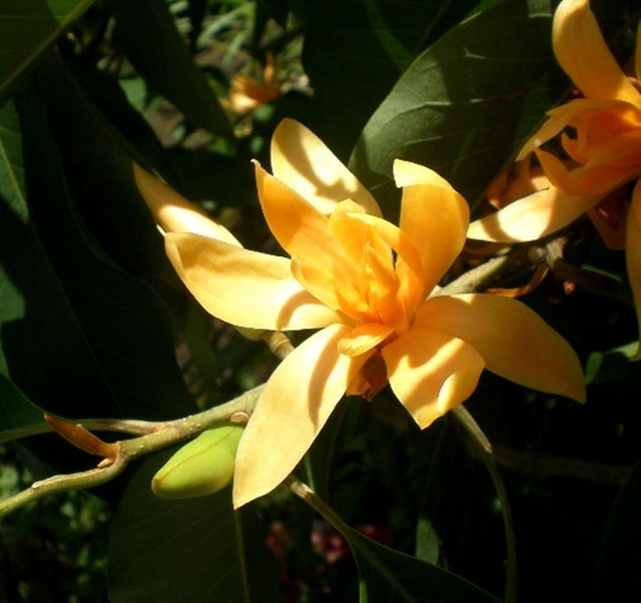 Cream Michelia Flower Seeds for Planting, 100