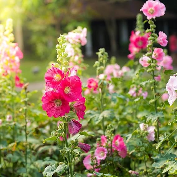 Henry Red Malve Alcea Rosea - Seeds for Tall, Beautiful Pink Flowers