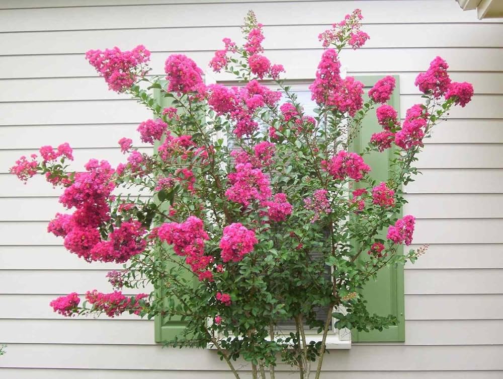 Crepe Myrtle Lagerstroemia Bonsai Flower Seeds
